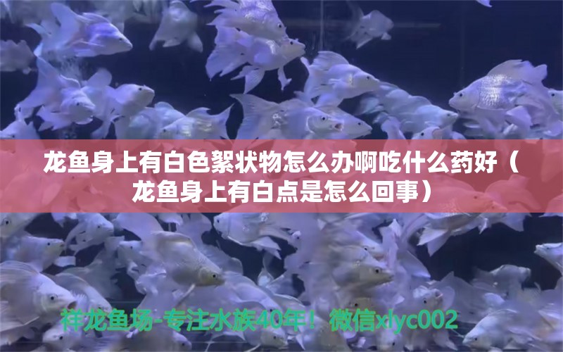 龙鱼身上有白色絮状物怎么办啊吃什么药好（龙鱼身上有白点是怎么回事）