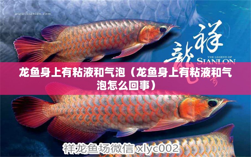 龙鱼身上有粘液和气泡（龙鱼身上有粘液和气泡怎么回事） 广州龙鱼批发市场