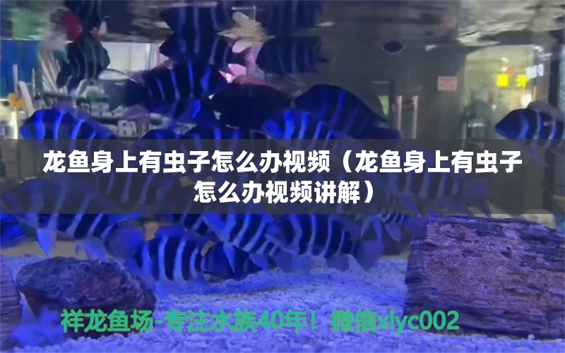 龙鱼身上有虫子怎么办视频（龙鱼身上有虫子怎么办视频讲解）