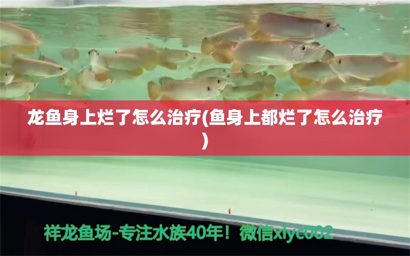 龙鱼身上烂了怎么治疗(鱼身上都烂了怎么治疗)