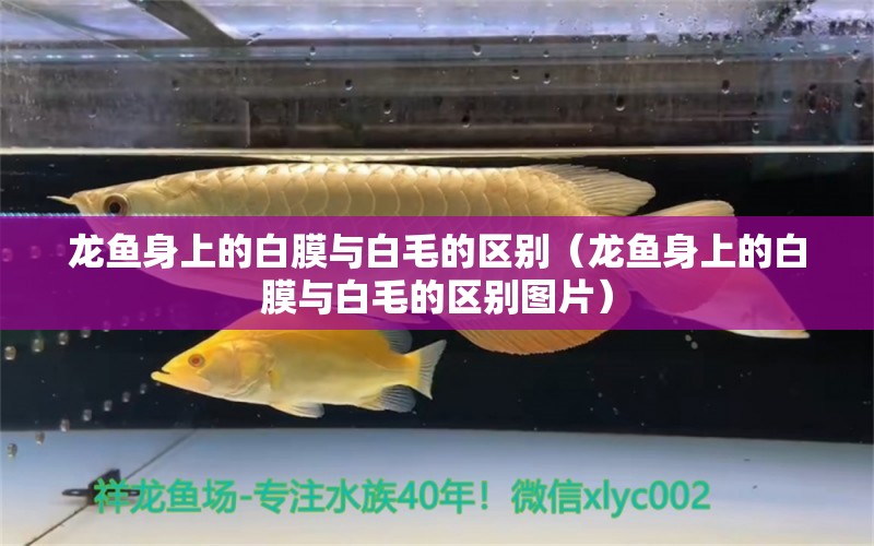 龙鱼身上的白膜与白毛的区别（龙鱼身上的白膜与白毛的区别图片） 观赏鱼