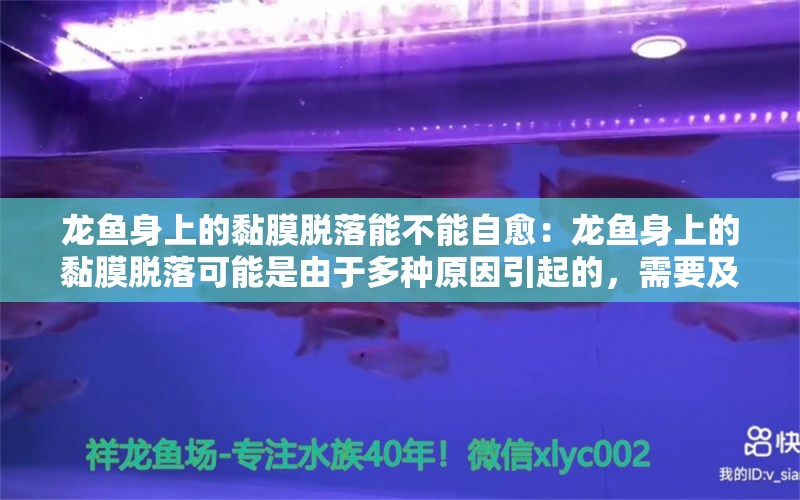 龙鱼身上的黏膜脱落能不能自愈：龙鱼身上的黏膜脱落可能是由于多种原因引起的，需要及时就医治疗