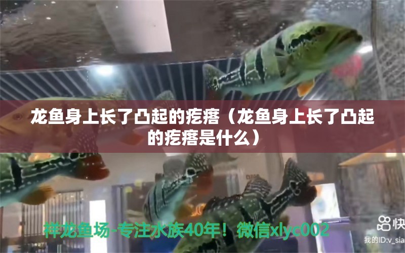 龙鱼身上长了凸起的疙瘩（龙鱼身上长了凸起的疙瘩是什么） 广州龙鱼批发市场
