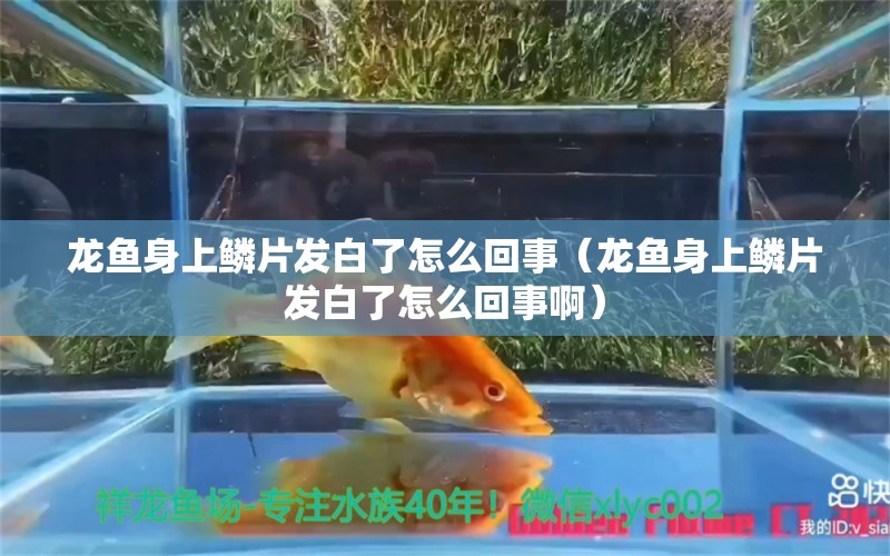 龙鱼身上鳞片发白了怎么回事（龙鱼身上鳞片发白了怎么回事啊） 广州龙鱼批发市场