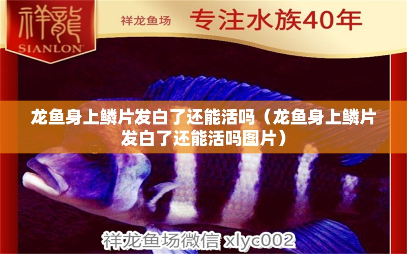 龙鱼身上鳞片发白了还能活吗（龙鱼身上鳞片发白了还能活吗图片） 广州龙鱼批发市场