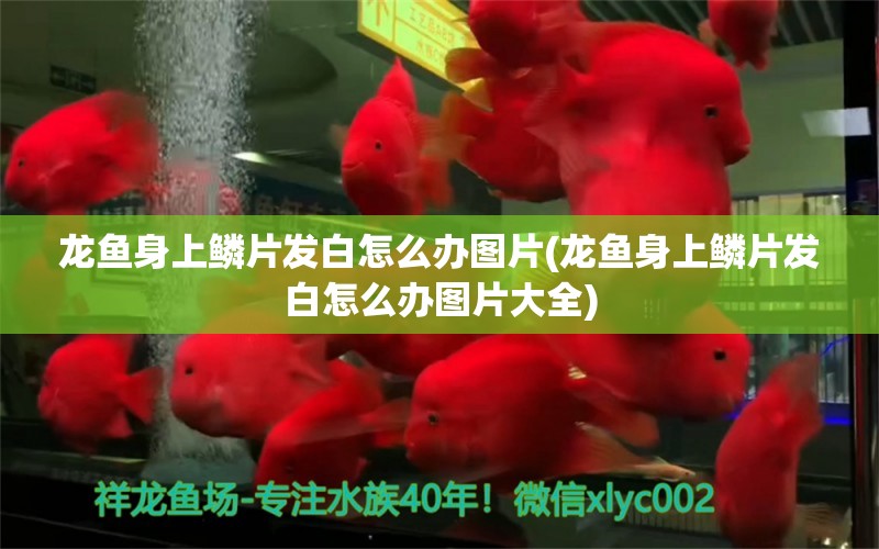 龙鱼身上鳞片发白怎么办图片(龙鱼身上鳞片发白怎么办图片大全)