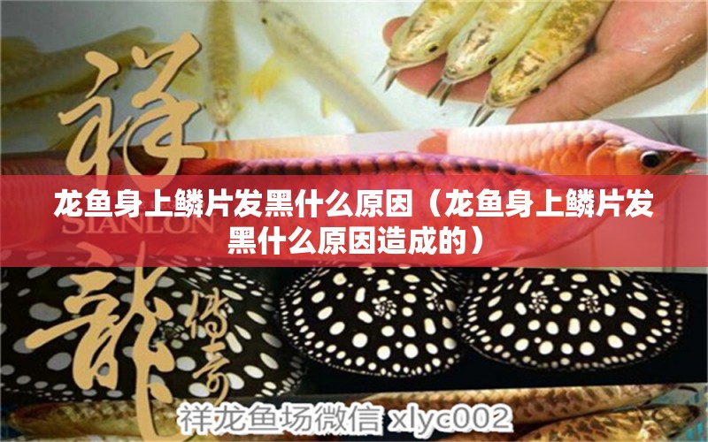 龙鱼身上鳞片发黑什么原因（龙鱼身上鳞片发黑什么原因造成的） 广州龙鱼批发市场