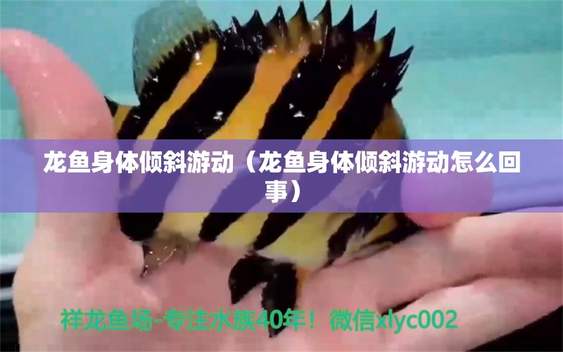 龙鱼身体倾斜游动（龙鱼身体倾斜游动怎么回事） 广州龙鱼批发市场