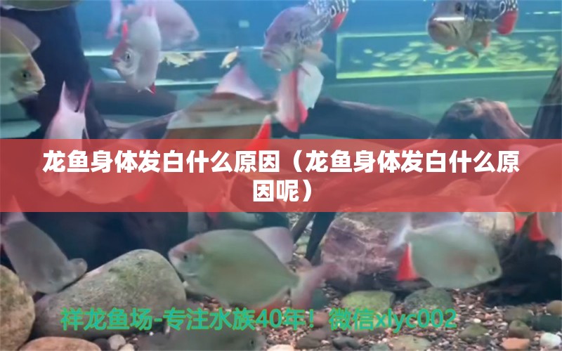 龙鱼身体发白什么原因（龙鱼身体发白什么原因呢）