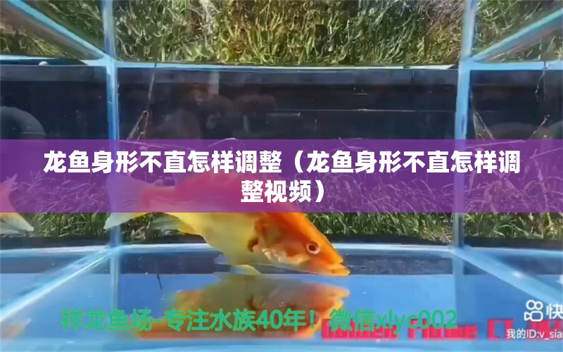 龙鱼身形不直怎样调整（龙鱼身形不直怎样调整视频） 广州龙鱼批发市场