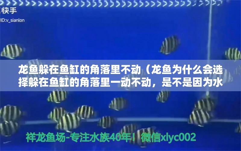 龙鱼躲在鱼缸的角落里不动（龙鱼为什么会选择躲在鱼缸的角落里一动不动，是不是因为水质问题）