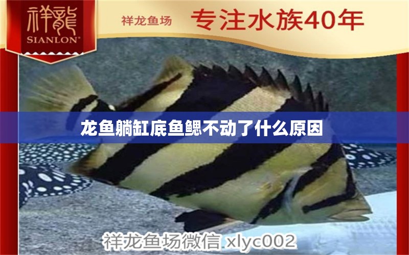 龙鱼躺缸底鱼鳃不动了什么原因 