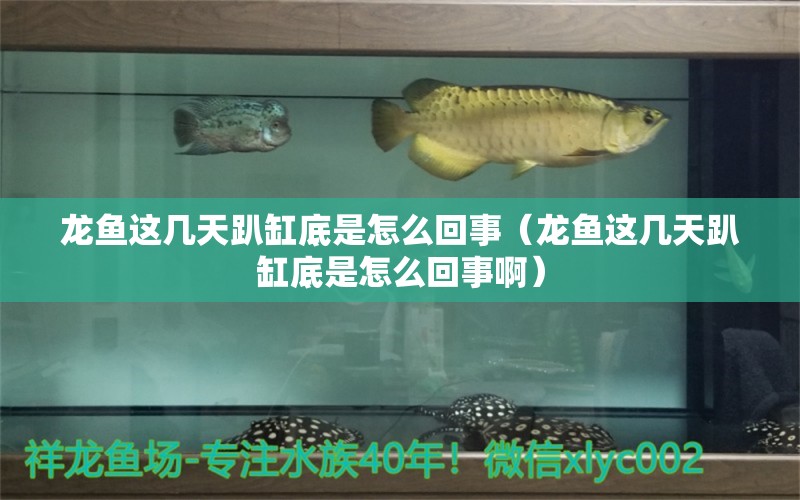 龙鱼这几天趴缸底是怎么回事（龙鱼这几天趴缸底是怎么回事啊） 广州龙鱼批发市场