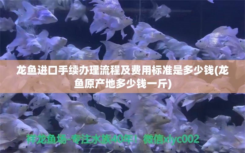 龙鱼进口手续办理流程及费用标准是多少钱(龙鱼原产地多少钱一斤)