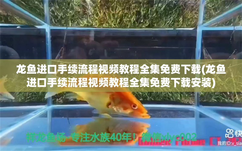 龙鱼进口手续流程视频教程全集免费下载(龙鱼进口手续流程视频教程全集免费下载安装)