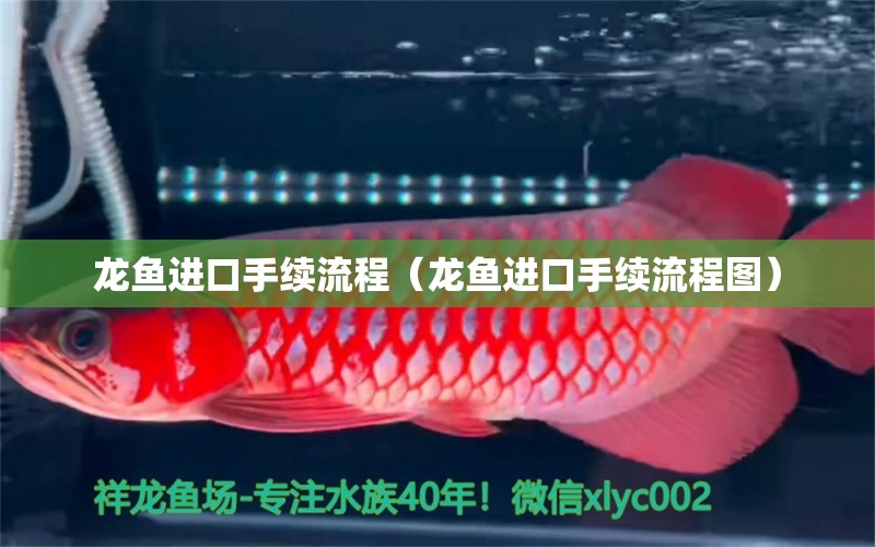 龙鱼进口手续流程（龙鱼进口手续流程图） 广州龙鱼批发市场