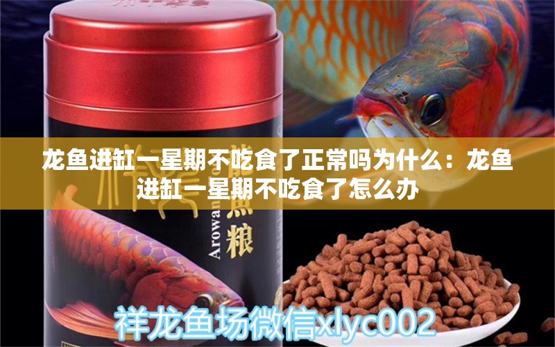 龙鱼进缸一星期不吃食了正常吗为什么：龙鱼进缸一星期不吃食了怎么办 龙鱼百科 第2张