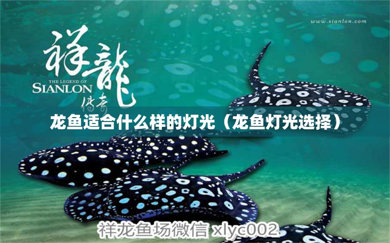 龙鱼适合什么样的灯光（龙鱼灯光选择） 祥龙水族医院