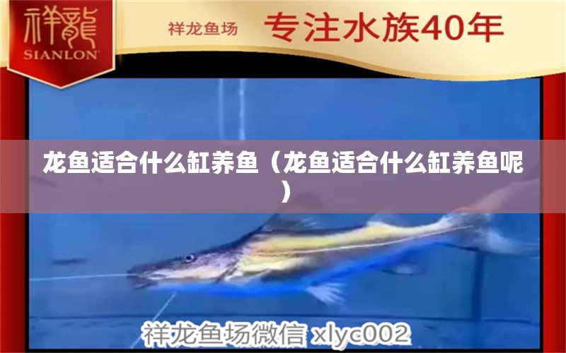 龙鱼适合什么缸养鱼（龙鱼适合什么缸养鱼呢） 祥龙水族医院