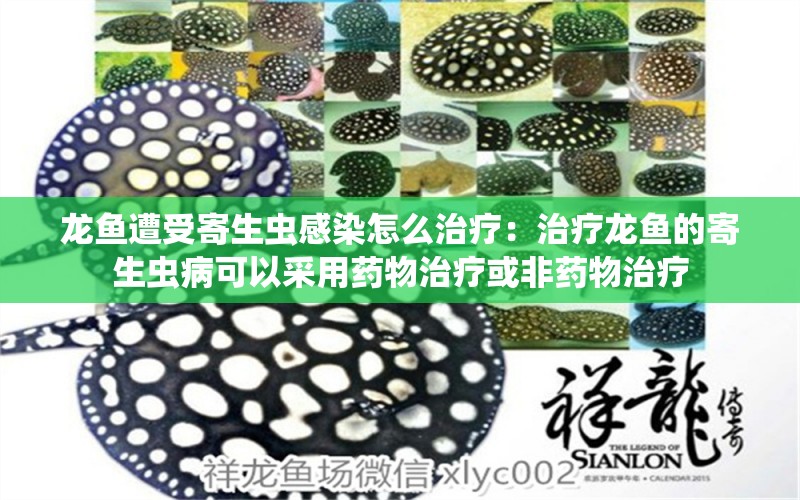 龙鱼遭受寄生虫感染怎么治疗：治疗龙鱼的寄生虫病可以采用药物治疗或非药物治疗 龙鱼百科 第2张