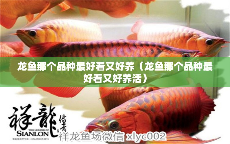 龙鱼那个品种最好看又好养（龙鱼那个品种最好看又好养活） 广州龙鱼批发市场
