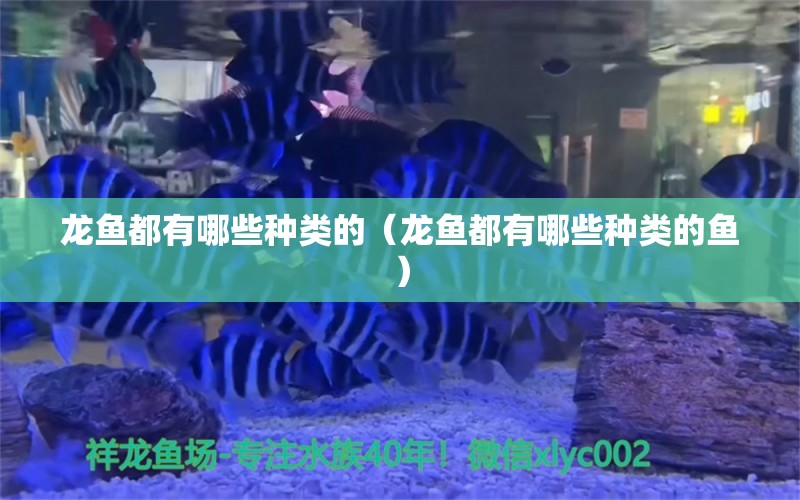 龙鱼都有哪些种类的（龙鱼都有哪些种类的鱼） 龙鱼疾病与治疗