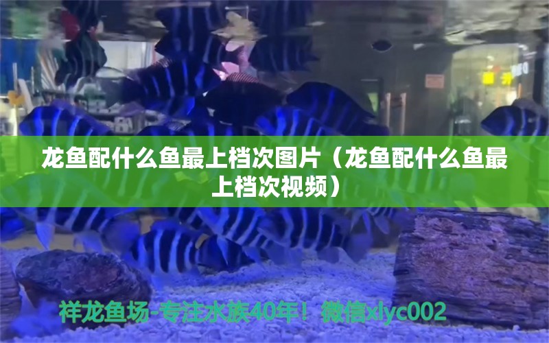 龙鱼配什么鱼最上档次图片（龙鱼配什么鱼最上档次视频） 广州龙鱼批发市场