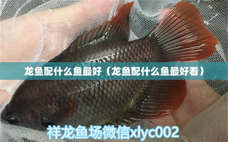 龙鱼配什么鱼最好（龙鱼配什么鱼最好看） 广州龙鱼批发市场