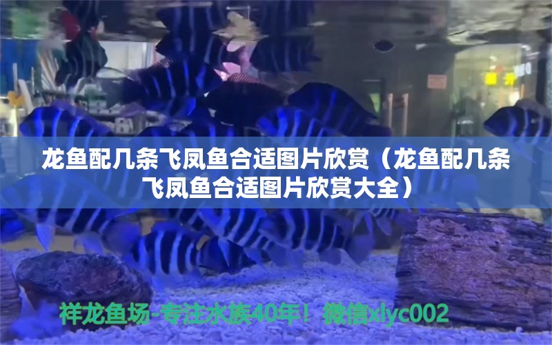 龙鱼配几条飞凤鱼合适图片欣赏（龙鱼配几条飞凤鱼合适图片欣赏大全） 飞凤鱼