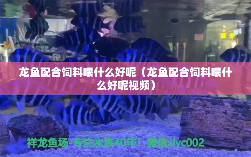 龙鱼配合饲料喂什么好呢（龙鱼配合饲料喂什么好呢视频） 龙鱼疾病与治疗