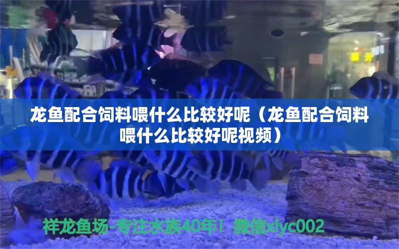 龙鱼配合饲料喂什么比较好呢（龙鱼配合饲料喂什么比较好呢视频） 广州龙鱼批发市场