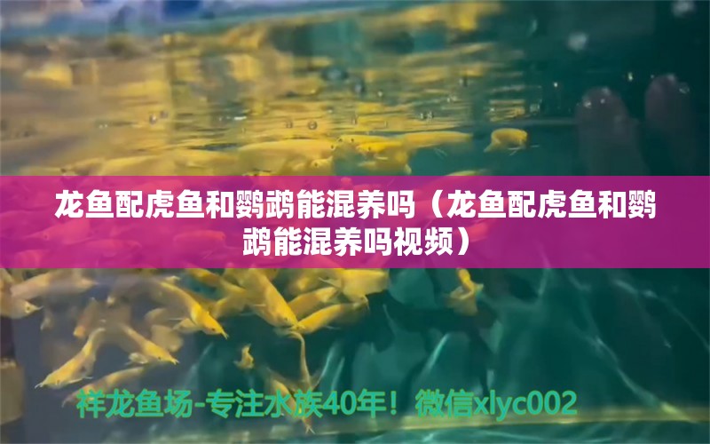 龙鱼配虎鱼和鹦鹉能混养吗（龙鱼配虎鱼和鹦鹉能混养吗视频） 鹦鹉鱼