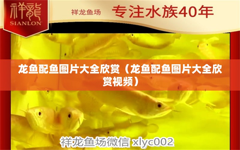 龙鱼配鱼图片大全欣赏（龙鱼配鱼图片大全欣赏视频） 祥龙水族医院