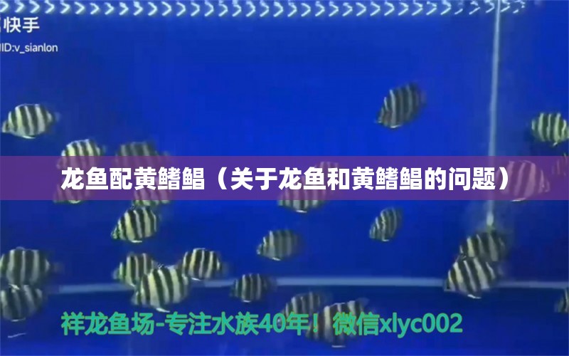 龙鱼配黄鳍鲳（关于龙鱼和黄鳍鲳的问题） 水族问答 第2张