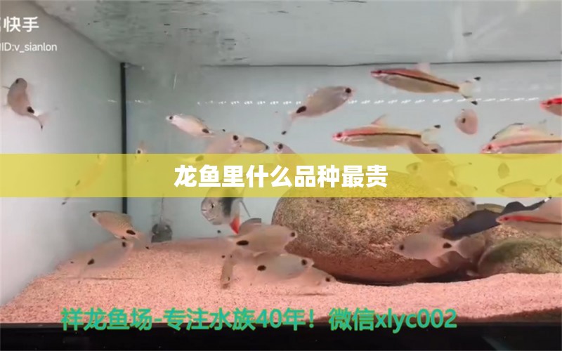 龙鱼里什么品种最贵