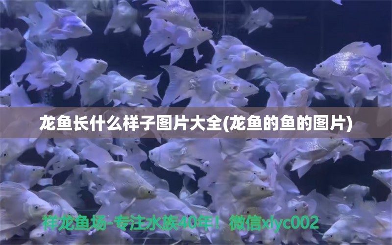 龙鱼长什么样子图片大全(龙鱼的鱼的图片) 祥龙赫舞红龙鱼