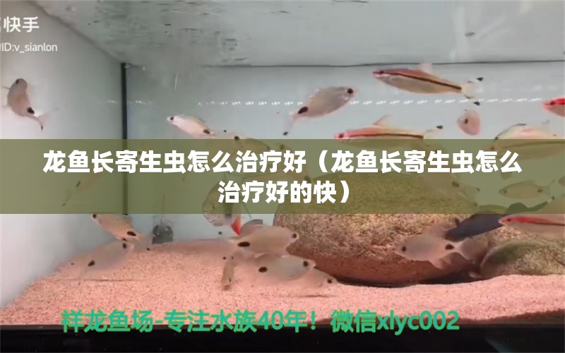 龙鱼长寄生虫怎么治疗好（龙鱼长寄生虫怎么治疗好的快）