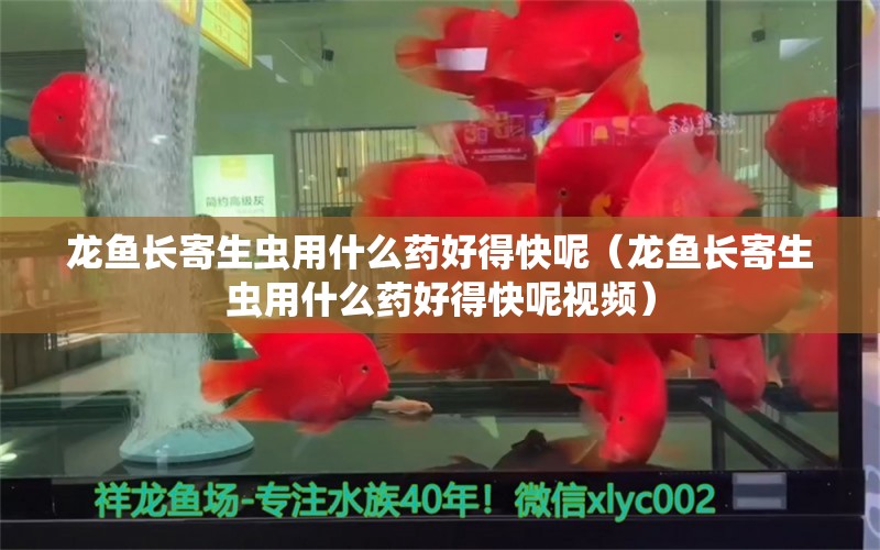 龙鱼长寄生虫用什么药好得快呢（龙鱼长寄生虫用什么药好得快呢视频） 龙鱼疾病与治疗