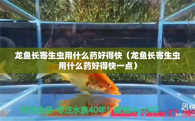 龙鱼长寄生虫用什么药好得快（龙鱼长寄生虫用什么药好得快一点）