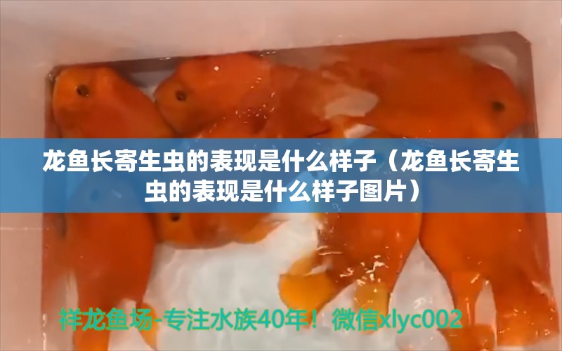 龙鱼长寄生虫的表现是什么样子（龙鱼长寄生虫的表现是什么样子图片）