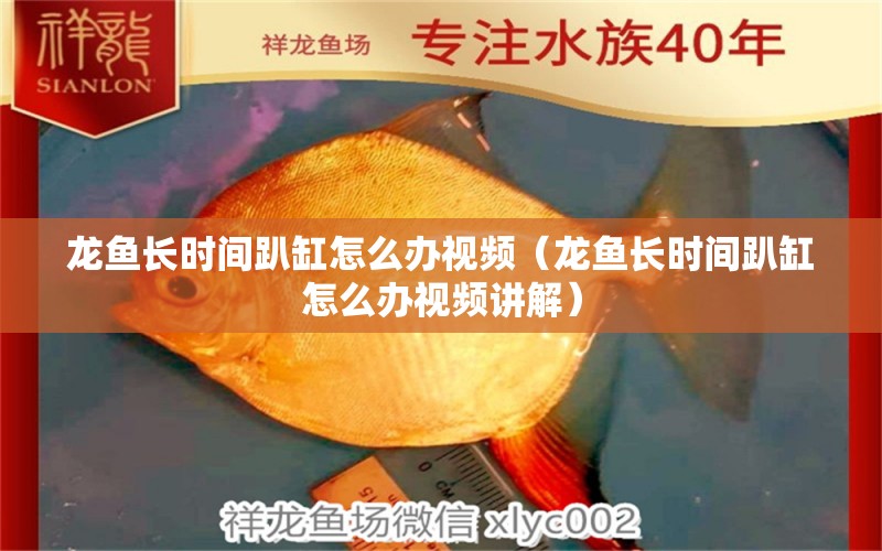 龙鱼长时间趴缸怎么办视频（龙鱼长时间趴缸怎么办视频讲解） 广州龙鱼批发市场