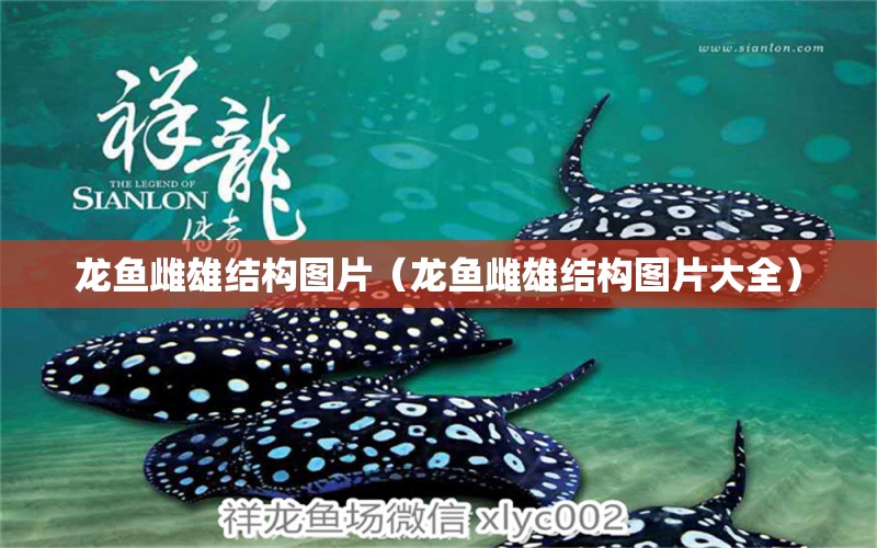 龙鱼雌雄结构图片（龙鱼雌雄结构图片大全） 祥龙水族医院