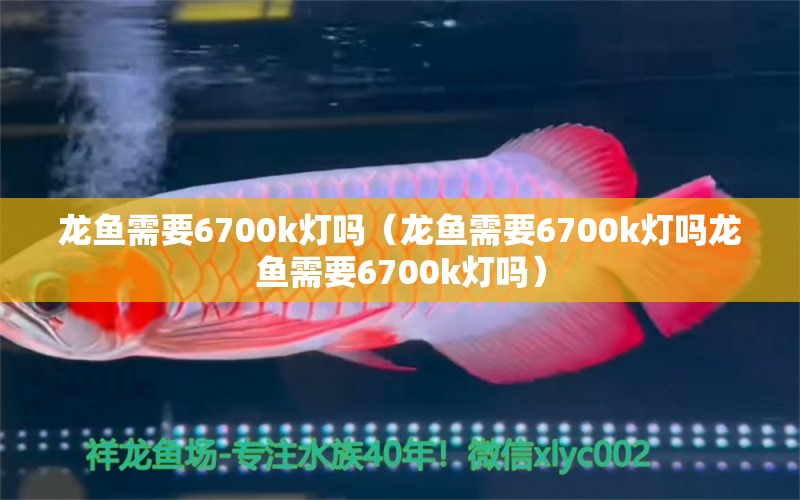 龙鱼需要6700k灯吗（龙鱼需要6700k灯吗龙鱼需要6700k灯吗） 龙鱼百科 第2张