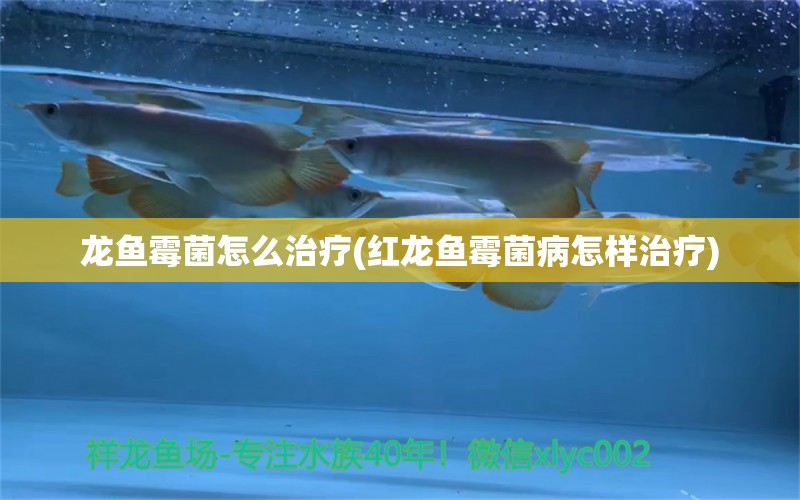 龙鱼霉菌怎么治疗(红龙鱼霉菌病怎样治疗)