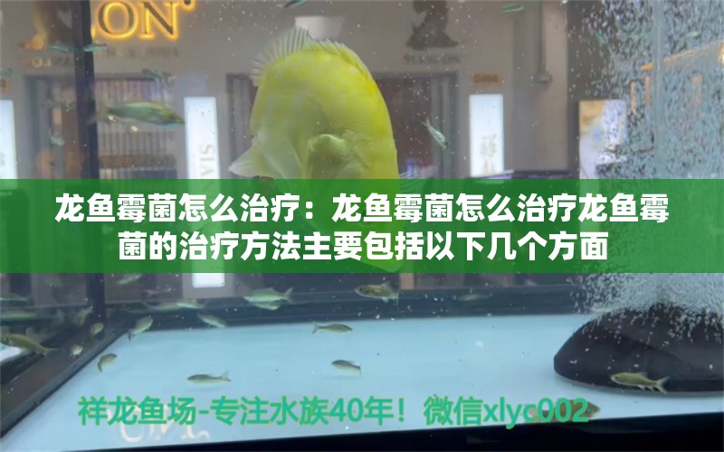 龙鱼霉菌怎么治疗：龙鱼霉菌怎么治疗龙鱼霉菌的治疗方法主要包括以下几个方面 龙鱼百科 第2张