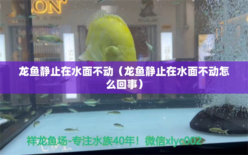 龙鱼静止在水面不动（龙鱼静止在水面不动怎么回事）