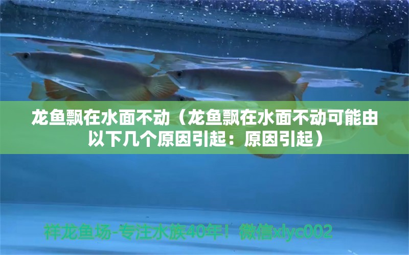 龙鱼飘在水面不动（龙鱼飘在水面不动可能由以下几个原因引起：原因引起）