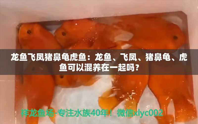 龙鱼飞凤猪鼻龟虎鱼：龙鱼、飞凤、猪鼻龟、虎鱼可以混养在一起吗？ 龙鱼百科 第2张