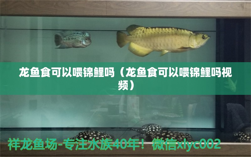 龙鱼食可以喂锦鲤吗（龙鱼食可以喂锦鲤吗视频） 广州龙鱼批发市场