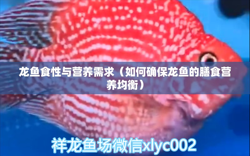 龙鱼食性与营养需求（如何确保龙鱼的膳食营养均衡） 水族问答 第1张